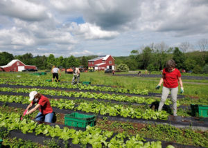 volunteers gleaning produce from field on farm