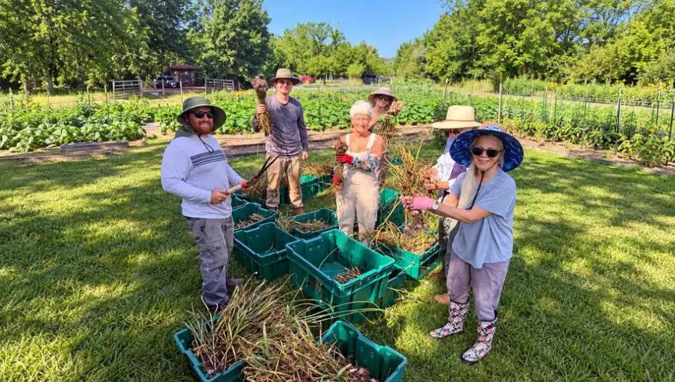 Rolling Harvest Food Rescue volunteers harvest and gather freshly pulled vegetables in green bins at a community garden on a sunny summer day.
